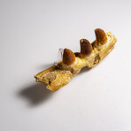 Genuine Mosasaur Tooth In A Fossilized Jaw Bone // V.2