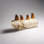 Genuine Mosasaur Tooth In A Fossilized Jaw Bone // V.4