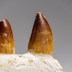 Genuine Mosasaur Tooth In A Fossilized Jaw Bone // V.4