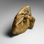 Genuine  Dicranurus Monstrosus Trilobite On Matrix // 2 Lbs.
