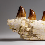Genuine Mosasaur Tooth In A Fossilized Jaw Bone // V.4