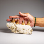 Genuine Mosasaur Tooth In A Fossilized Jaw Bone // V.4