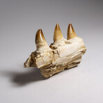 Genuine Mosasaur Tooth In A Fossilized Jaw Bone // V.1