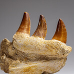Genuine Mosasaur Tooth In A Fossilized Jaw Bone // V.3