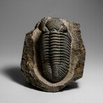 Genuine Drotops Megalomanicus Trilobite On Matrix // 3.3 Lbs.