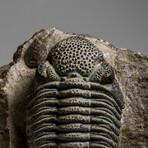 Genuine Drotops Megalomanicus Trilobite On Matrix // 3.3 Lbs.
