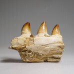 Genuine Mosasaur Tooth In A Fossilized Jaw Bone // V.1