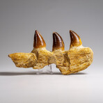 Genuine Mosasaur Tooth In A Fossilized Jaw Bone // V.2