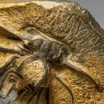 Genuine  Dicranurus Monstrosus Trilobite On Matrix // 2 Lbs.