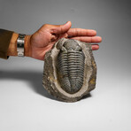 Genuine Drotops Megalomanicus Trilobite On Matrix // 3.3 Lbs.