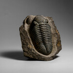 Genuine Drotops Megalomanicus Trilobite On Matrix // 3.3 Lbs.