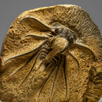 Genuine  Dicranurus Monstrosus Trilobite On Matrix // 2 Lbs.