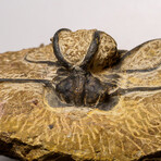 Genuine  Dicranurus Monstrosus Trilobite On Matrix // 2.5 Lbs.