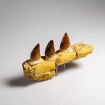 Genuine Mosasaur Tooth In A Fossilized Jaw Bone // V.2