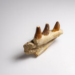 Genuine Mosasaur Tooth In A Fossilized Jaw Bone // V.3