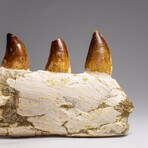 Genuine Mosasaur Tooth In A Fossilized Jaw Bone // V.4