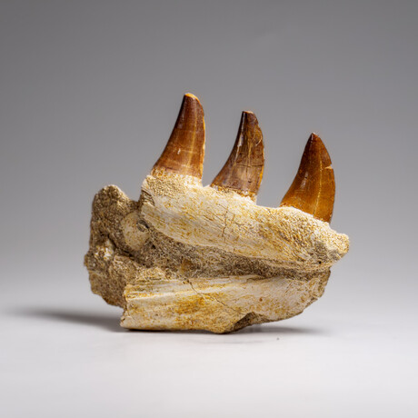 Genuine Mosasaur Tooth In A Fossilized Jaw Bone // V.3