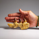 Genuine Mosasaur Tooth In A Fossilized Jaw Bone // V.2