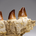 Genuine Mosasaur Tooth In A Fossilized Jaw Bone // V.4