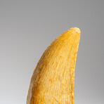 Carcharodontosaurus Fossil Tooth In Display Box