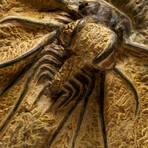 Genuine  Dicranurus Monstrosus Trilobite On Matrix // 2 Lbs.