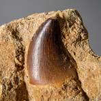 Genuine Mosasaur Dinosaur Tooth On Matrix