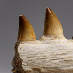 Genuine Mosasaur Tooth In A Fossilized Jaw Bone // V.1