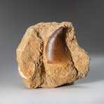 Genuine Mosasaur Dinosaur Tooth On Matrix