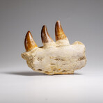 Genuine Mosasaur Tooth In A Fossilized Jaw Bone // V.3