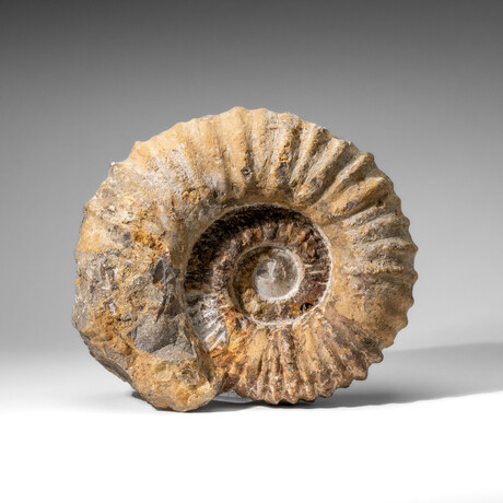 Large Genuine Ammonite Fossil From Madagascar