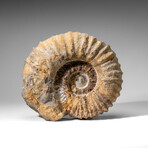 Large Genuine Ammonite Fossil From Madagascar