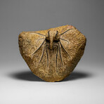 Genuine  Dicranurus Monstrosus Trilobite On Matrix // 2.5 Lbs.