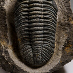 Genuine Drotops Megalomanicus Trilobite On Matrix // 3.3 Lbs.