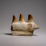 Genuine Mosasaur Tooth In A Fossilized Jaw Bone // V.1