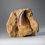 Genuine Mosasaur Dinosaur Tooth On Matrix