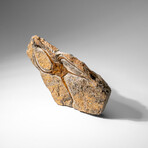 Genuine Ophiuroidea Brittle Star Fossil // 2.6 Lbs.