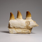 Genuine Mosasaur Tooth In A Fossilized Jaw Bone // V.1