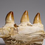 Genuine Mosasaur Tooth In A Fossilized Jaw Bone // V.1
