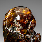 Genuine Amber From Baltic Sea