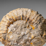 Large Genuine Ammonite Fossil From Madagascar