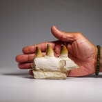 Genuine Mosasaur Tooth In A Fossilized Jaw Bone // V.1