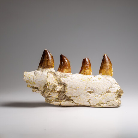 Genuine Mosasaur Tooth In A Fossilized Jaw Bone // V.4