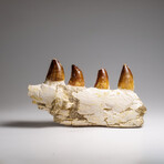 Genuine Mosasaur Tooth In A Fossilized Jaw Bone // V.4