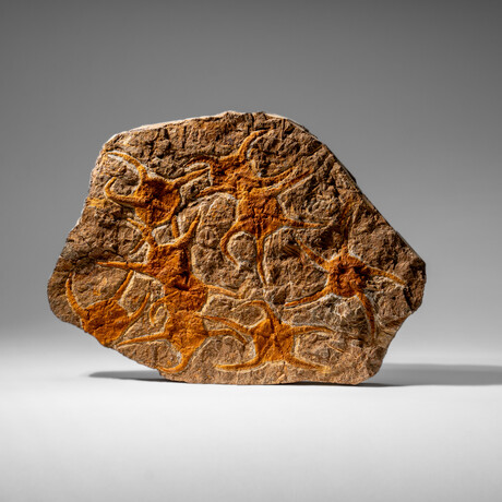 Genuine Ophiuroidea Brittle Star Fossil // 4 Lbs.