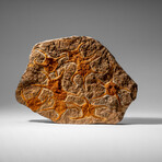 Genuine Ophiuroidea Brittle Star Fossil // 4 Lbs.