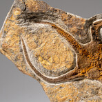 Genuine Ophiuroidea Brittle Star Fossil // 2.6 Lbs.