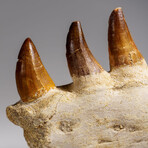 Genuine Mosasaur Tooth In A Fossilized Jaw Bone // V.3