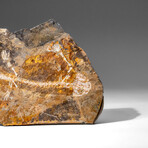 Genuine Liaoxitriton Fossil Plate // V.2