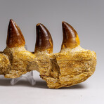 Genuine Mosasaur Tooth In A Fossilized Jaw Bone // V.2