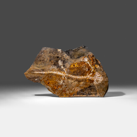 Genuine Liaoxitriton Fossil Plate // V.2